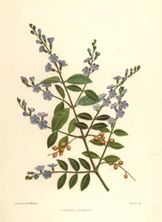 Gyldne dugdråber, duebær eller himmelblomst, Duranta erecta (Duranta plumieri)